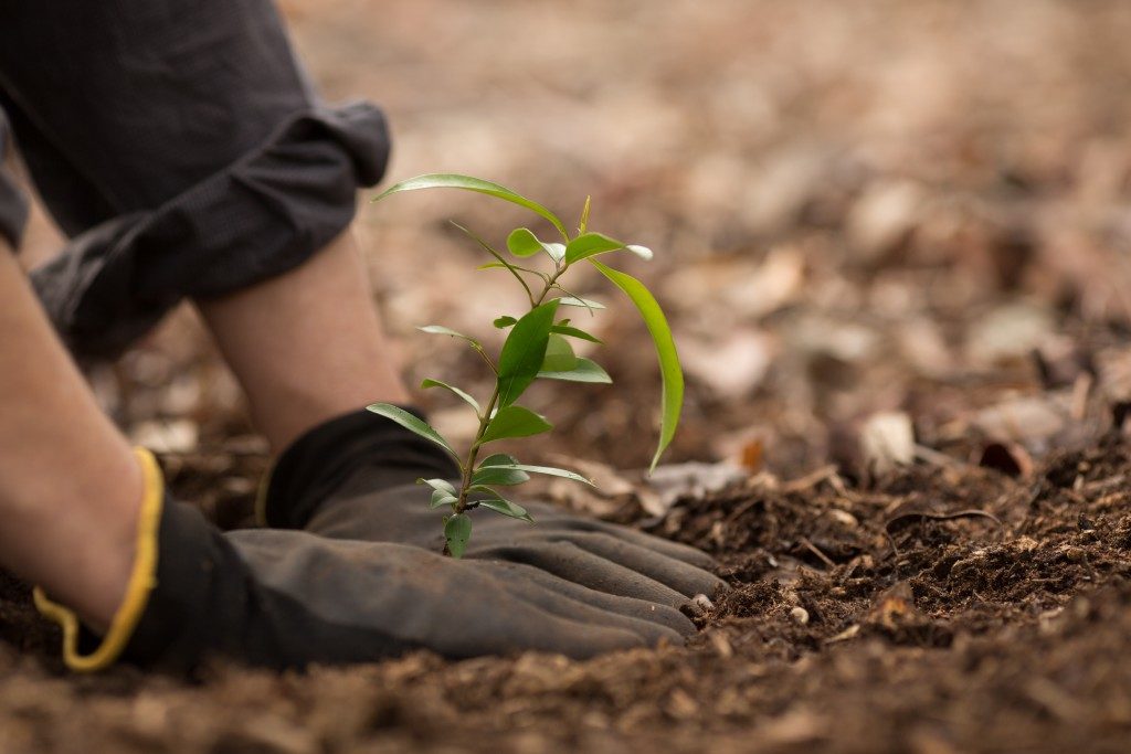 Planting