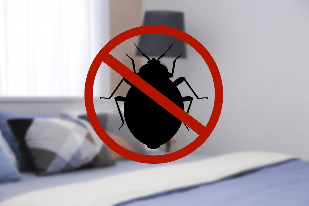 killing bed bugs