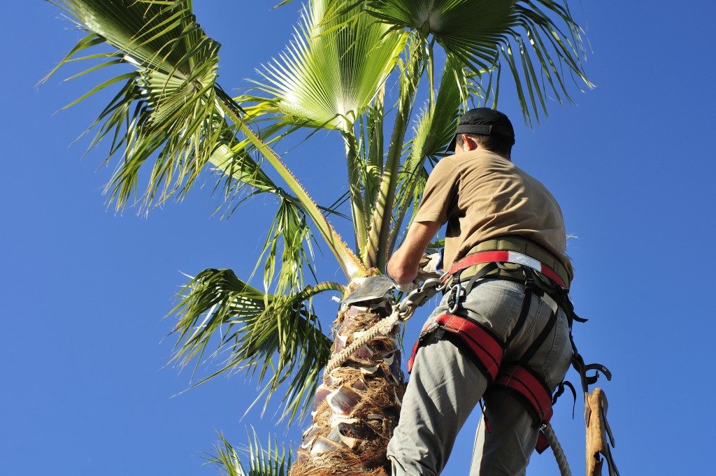 tree trimming