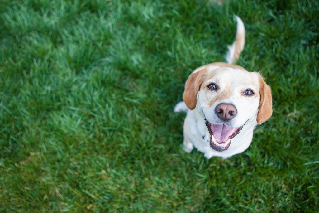 happy dog in the grass