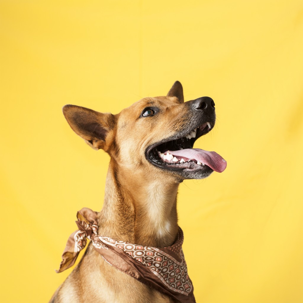 dog with scarf and yellow background