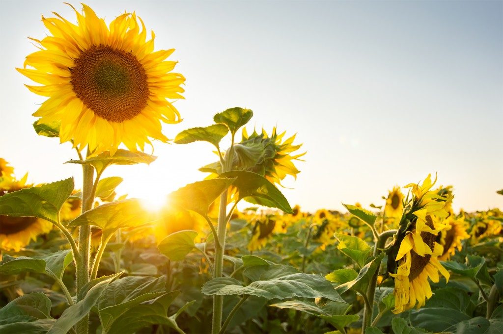 Sunflower field